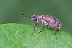 Polydrusus inustus