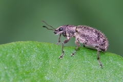 Polydrusus inustus