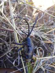 Pycnopsis brachyptera