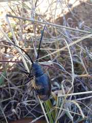 Pycnopsis brachyptera