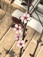 Prunus cistena