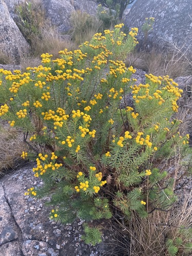 Phymaspermum athanasioides image