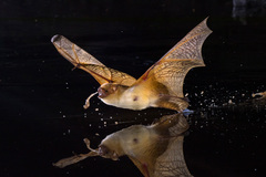 Variegated Butterfly Bat photo 2