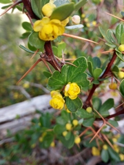 Berberis cretica