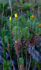 Ursinia caledonica