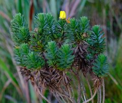 Ursinia caledonica
