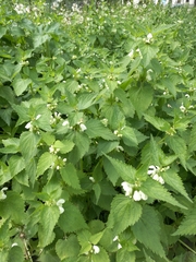 Lamium album