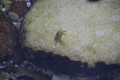 Halicarcinus