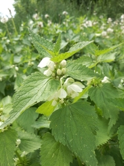 Lamium album
