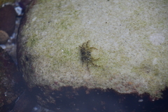 Halicarcinus