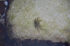 Halicarcinus