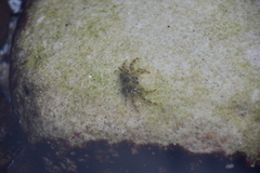 Halicarcinus