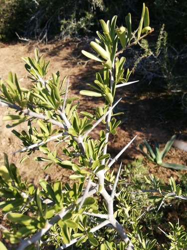 Gymnosporia polyacantha (Gymnosporia polyacantha)