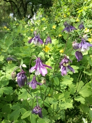 Aquilegia vulgaris