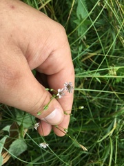 Microbotryum stellariae