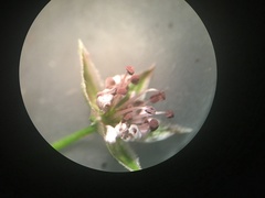 Microbotryum stellariae