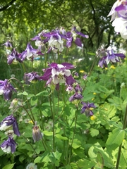 Aquilegia vulgaris