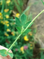 Lotus corniculatus corniculatus