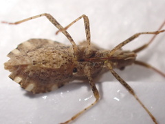 Centrocoris spiniger