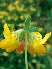 Lotus corniculatus corniculatus