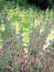 Smyrnium perfoliatum rotundifolium