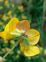 Lotus corniculatus corniculatus