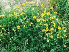 Lotus corniculatus corniculatus