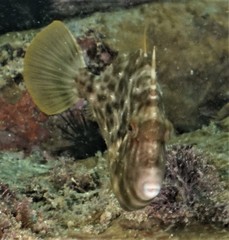 Stephanolepis cirrhifer