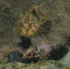 Stephanolepis cirrhifer