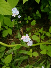 Myosotis sylvatica