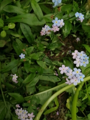 Myosotis sylvatica