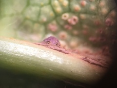 Tuberculina persicina