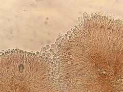 Tuberculina persicina