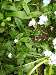 Myosotis sylvatica