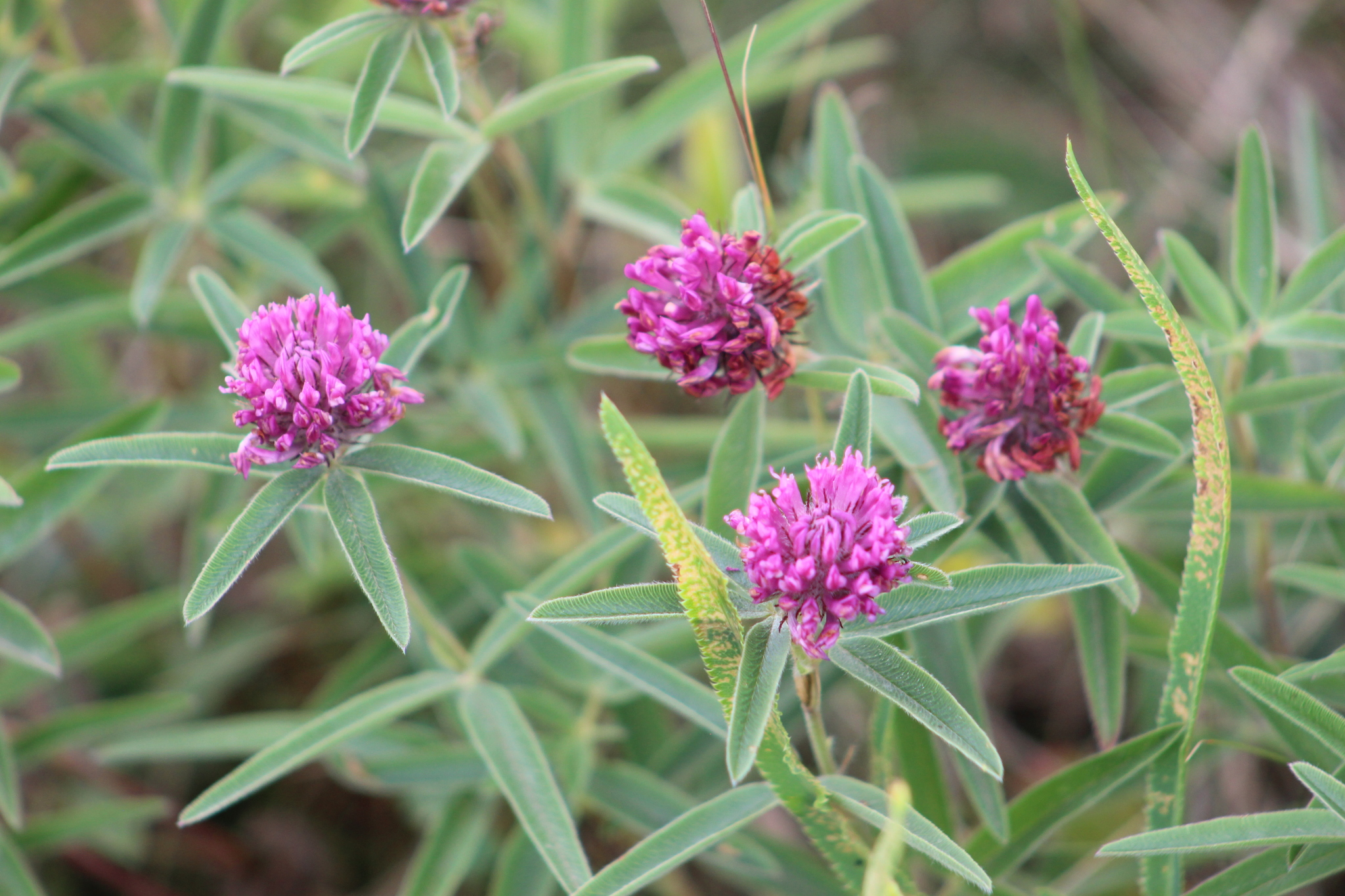 Trifolium alpestre
