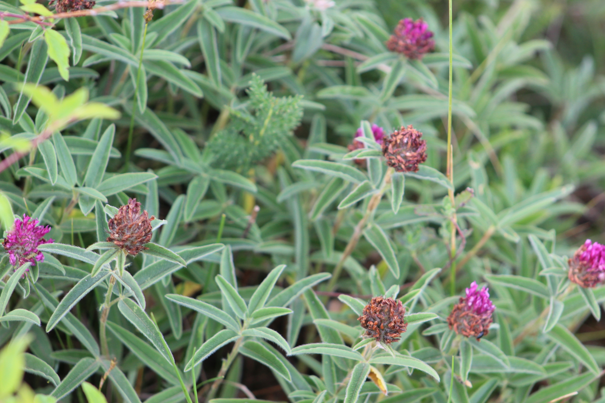 Trifolium alpestre