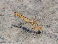 Brachythemis lacustris