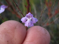 Hemigenia purpurea