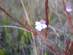 Hemigenia purpurea