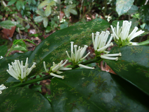 Umdakane (Leptaulus daphnoides)