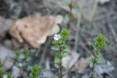 Euphrasia tatarica