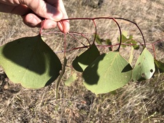 Eucalyptus populnea