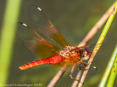 Brachythemis lacustris