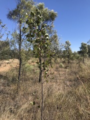 Eucalyptus populnea