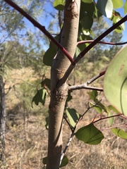 Eucalyptus populnea