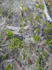 Ptilothrix deusta