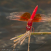 Brachythemis lacustris - Photo (c) lappiesdragonfly,  זכויות יוצרים חלקיות (CC BY-NC)