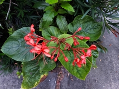 Clerodendrum speciosissimum