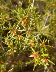 Dodonaea hexandra