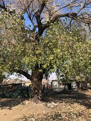 Populus deltoides